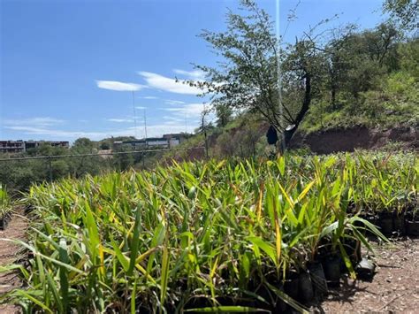 Se Imponen Meta De Plantar 30 Mil árboles