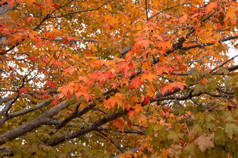 10 Maple Trees for Best Fall Color