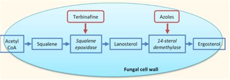 Lecture Antimicrobials Antifungals Flashcards Quizlet