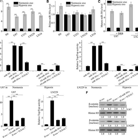 Exosomal Mir 301a Derived From Hypoxic Glioma Cells Increases