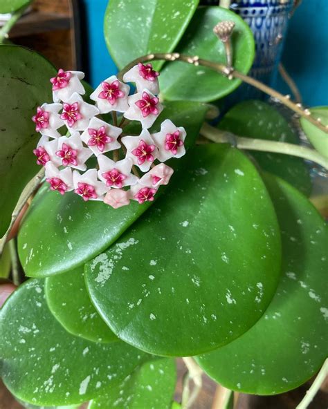 Hoya Obovata Flower Fill Your Home With The Scent Of Jasmine