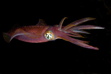 Watch a Giant Squid's Terrifying Attack on a Deep Sea Diver Captured in ...