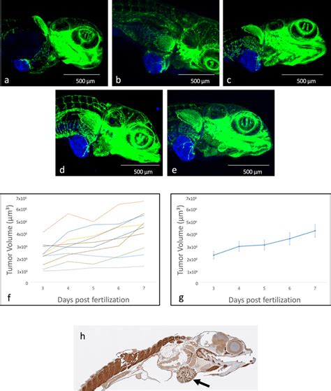 Tumor Growth In The Xenograft Model Ae Tumor Growth In A Single