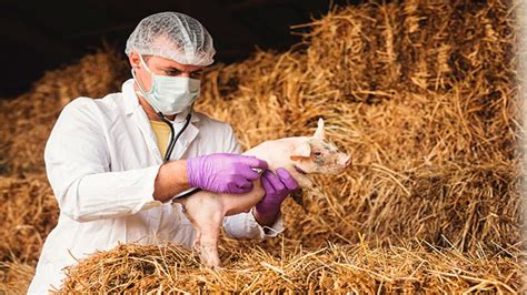 Tres Universidades En Per Donde Puedes Estudiar Veterinaria