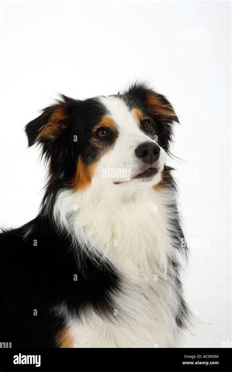 Australian Shepherd Tricolor Stock Photo Alamy