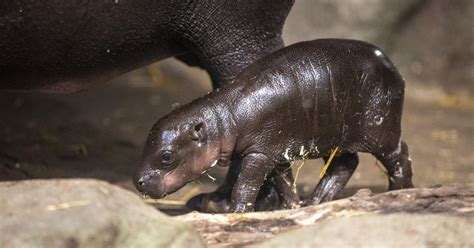 Baby pygmy hippo healthy, Greensboro zoo officials say