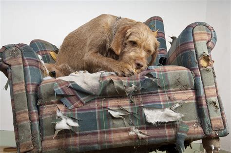 Verhaltensoriginelle Hunde Feinartig