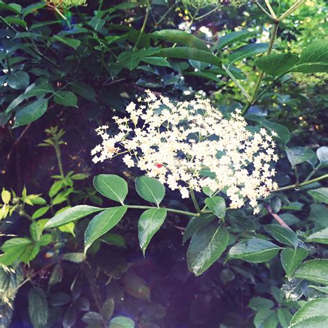 mighty eagle edible flowers elder flower