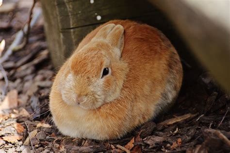 1920x1080 Wallpaper Brown Rabbit Peakpx