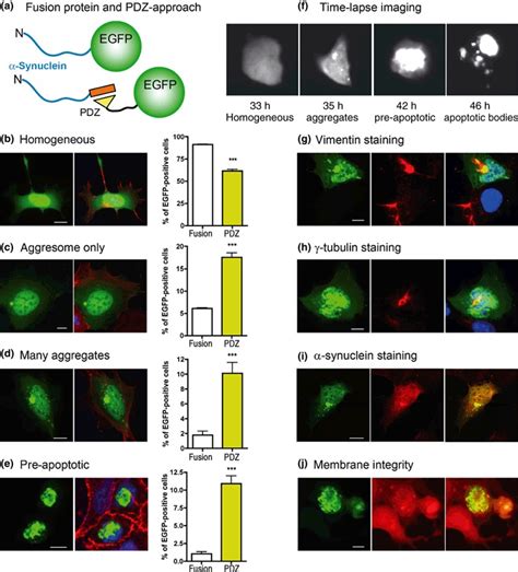 Subcellular distribution patterns of EGFP tagged α synuclein in HEK293