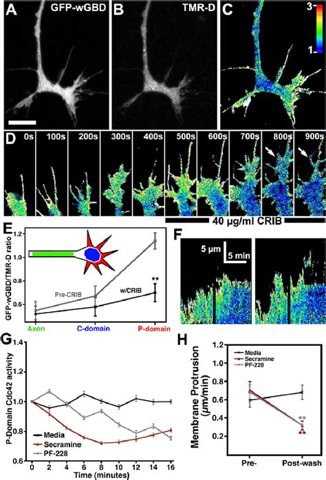 Live Imaging Of Cdc42 Activity In Growth Cones A B GFP WGBD And