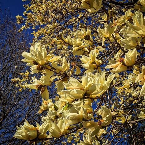 Plantfiles Pictures Magnolia Cucumber Magnolia Elizabeth Magnolia