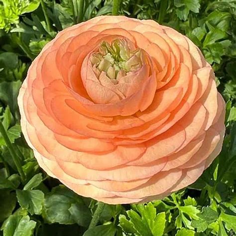 Clone Malabar Ranunculus The Most Beautiful Ranunculus Available