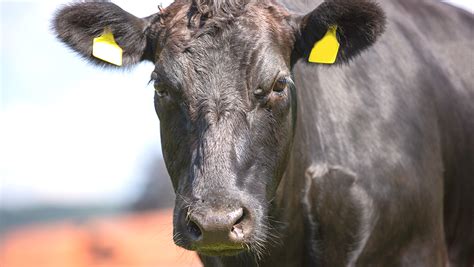 Wagyu La Mítica Raza del Japón TumbaPato