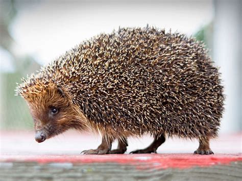 Hedgehog Lifespan How Long Do They Live Vivo Pets