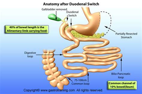 Gastroenterology Education and CPD for trainees and specialists ...