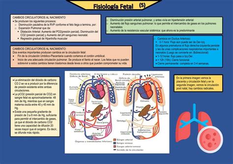 Fisiolog A Fetal Mishelle Chavez Udocz