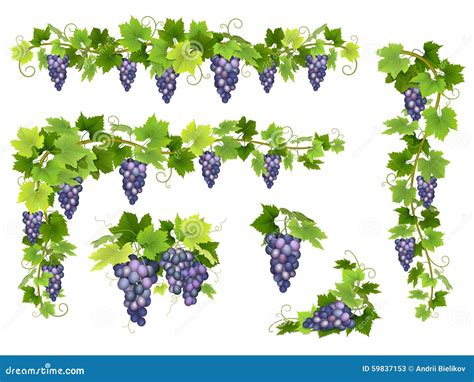 Grupo Azul Do Grupo Das Uvas Ilustra O Do Vetor Ilustra O De Verde