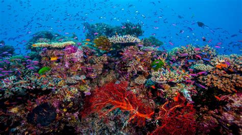 Coral Reefs The Web Of Biodiversity The Limited Times