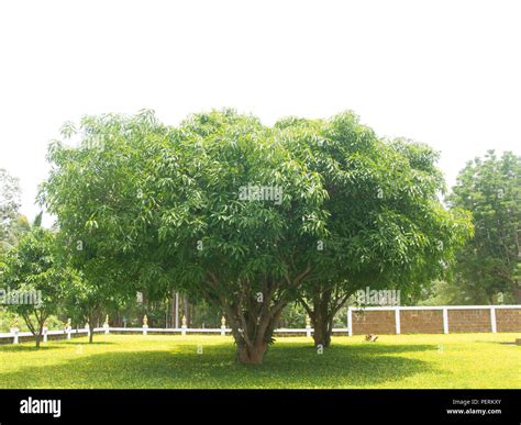 Mango Tree isolated on a white background Stock Photo - Alamy