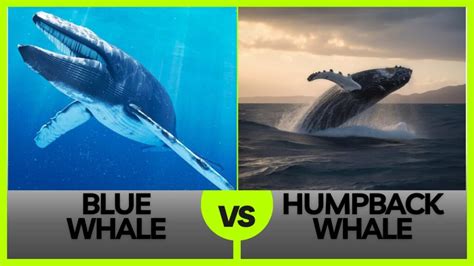 Blue Whale Vs Humpback Great Giants Comparison Snorkdive