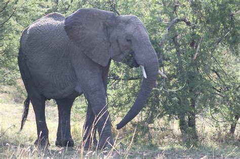 Gajah Afrika Safari Foto Gratis Di Pixabay Pixabay