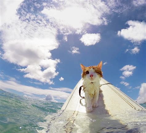 Stunning One Eyed Cat Who Loves Swimming And Surfing In Hawaii Ktc