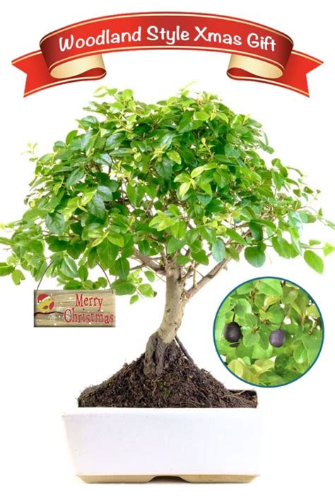 Beginners Bonsai Tree Christmas Gift In White Pot