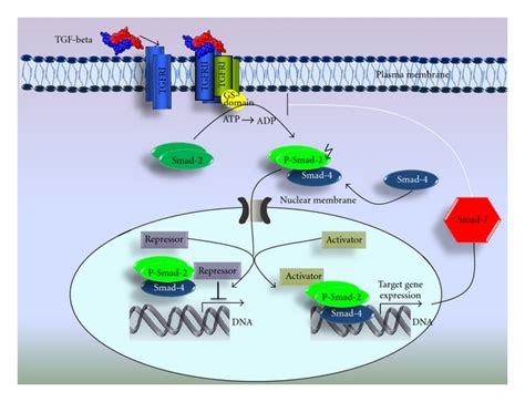 Schematic Illustration Tgf Beta Signaling Pathway Tgf Beta Ligand