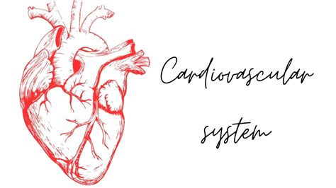 Cardiovascular Pharmacology Cardio Pharma First Aid Usmle Step 1 YouTube