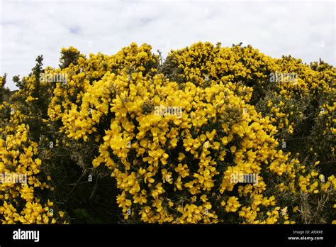 Gorse Whin Furze Ulex Europaeus Flora Yellow Bushes In Flower Rathlin