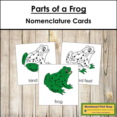 Parts Of A Frog 3 Part Cards Montessori Nomenclature Made By Teachers