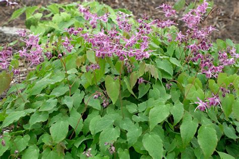 Epimedium grandiflorum 'Lilafee' at Juniper Level Botanic Garden