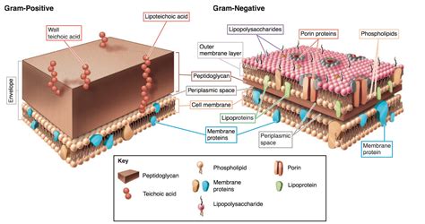 Pared Celular De Las Bacterias Gram Positivas Consejos Celulares