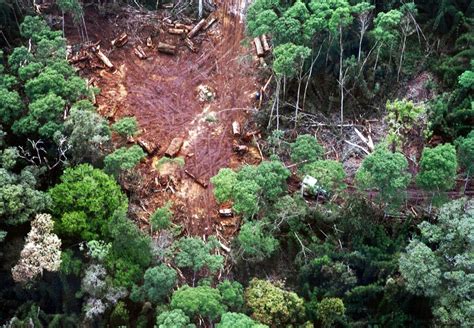 Observatório do Código Florestal Nota de Posicionamento sobre o