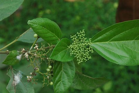 Premna Odorata Lamiaceae Image At Phytoimages Siu Edu