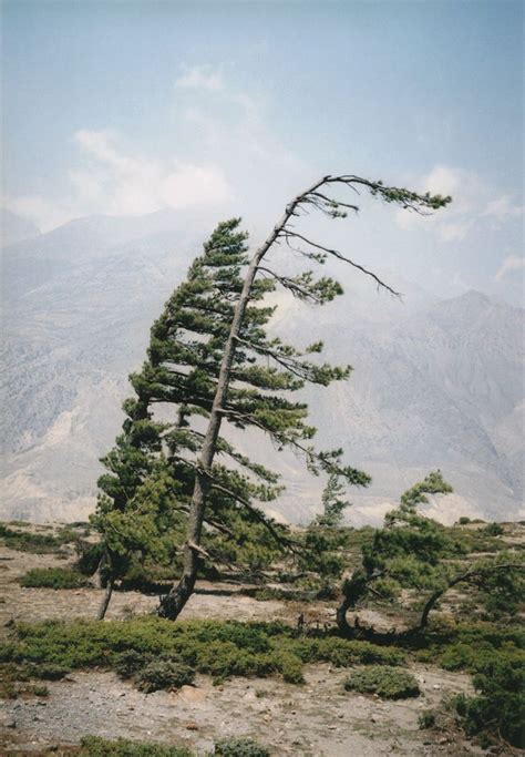 Some Windy Trees | Nature, Tree, Landscape