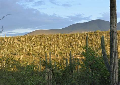 Valle de Tehuacán Cuicatlán nuevo Patrimonio Mundial de la Humanidad