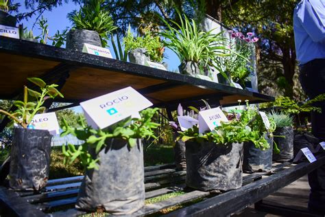 Iniciar La Donaci N Anual De Plantas Y Rboles En El Vivero Municipal