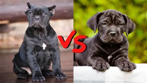 Why Cane Corso Ear Cropping Remains Popular Explained