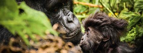 3 Days Congo Lowland Gorilla Safari Trip In Kahuzi Biega National Park