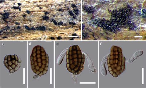 Dictyosporium Thailandicum Facesoffungi Number Fof Faces Of Fungi