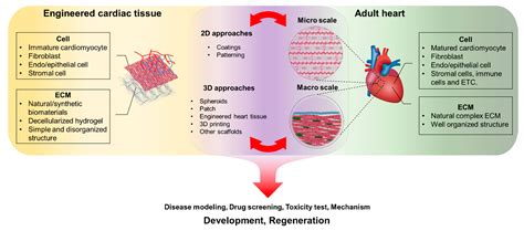 Coatings Free Full Text Engineering Biomaterials To Guide Heart