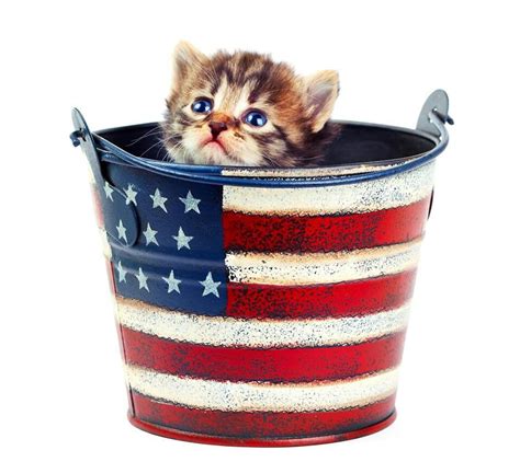 Happy 4th Of July Siamese Kittens Cats And Kittens Kitty Cats Tabby