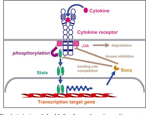 Figure 1 from Cytokine receptor signaling through the Jak-Stat-Socs ...