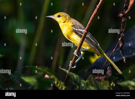 Orchard Orioles Hi Res Stock Photography And Images Alamy