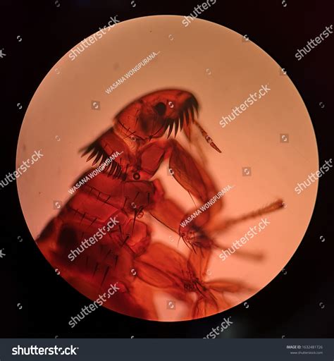 Brown Flea That Enlarged By Microscope Stock Photo 1632481726