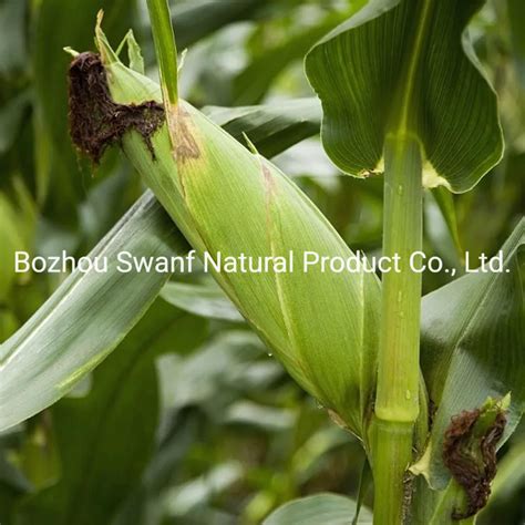 Non Gmo Hybrid Golden Sweet Corn Seed Yellow Corn Seed For Planting