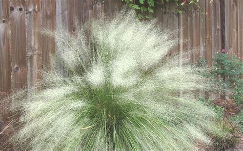 Buy White Cloud Muhly Grass Muhlenbergia Capillaris White Cloud 1 Gallon Muhly Grasses