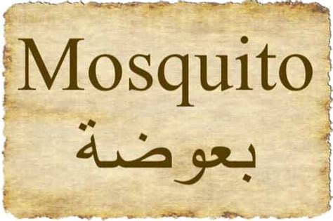 The Word Mosquito Mentioned In Quran The Last Dialogue